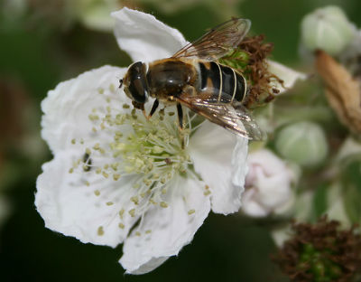 Bajki, pszczoły i problem chciwości