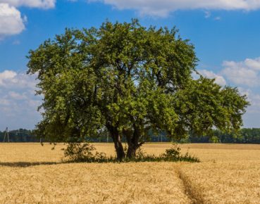 Ukraińskie rolnictwo ekstensywnie do przodu