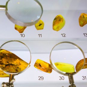 An amber war breaks out in western Ukraine