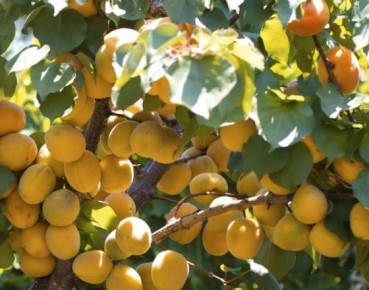 Central and Southeast European apricot market decreased