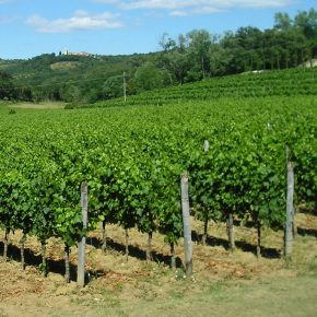 Croatian wine industry becomes stronger