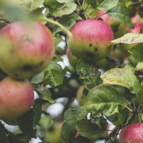 Polish apples seek to conquer Vietnamese market
